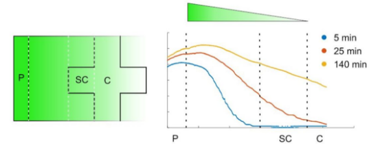 圖3. 熒光素擴散梯度隨時間的變化