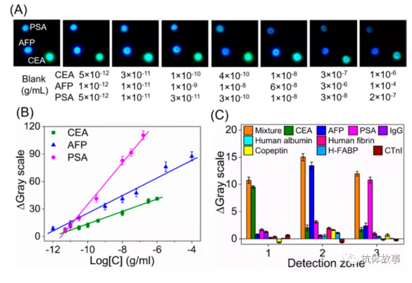 圖3 (A)檢測不同濃度CEA、AFP和PSA時的照片。(B)采用照片檢測模式進(jìn)行CEA、AFP和PSA檢測的典型校準(zhǔn)曲線。(C) CL免疫測定的干擾研究，分別設(shè)置十個干擾組。