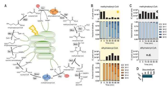 圖2.光驅(qū)動CO2的連續(xù)固定，并催化CO2轉(zhuǎn)化為有機酸