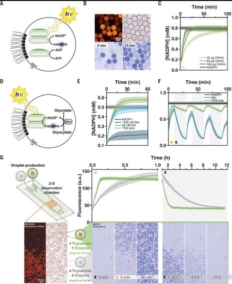圖3. 光驅(qū)動微流體液滴中的酶反應(yīng)