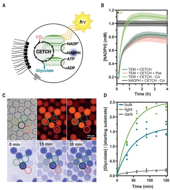 圖4. 用版本為7.0的CETCH監(jiān)測光驅(qū)動CO2的連續(xù)固定并轉(zhuǎn)化為有機酸的過程
