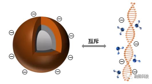 磁珠如何與核酸結(jié)合，實現(xiàn)提取功能？