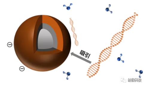 磁珠如何與核酸結(jié)合，實現(xiàn)提取功能？