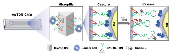 圖1. ApTDN-Chip的工作原理 圖1. ApTDN-Chip的工作原理
