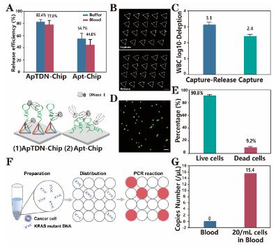 圖4. ApTDN-Chip下游分析探究 圖4. ApTDN-Chip下游分析探究