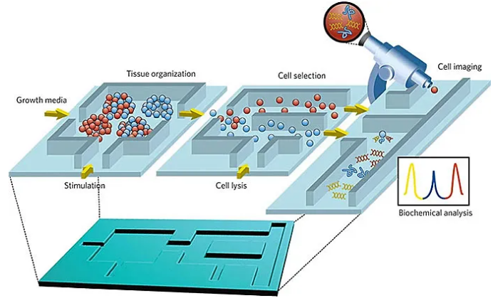 微流控芯片生物分析示意圖。圖片來源：Nature 
