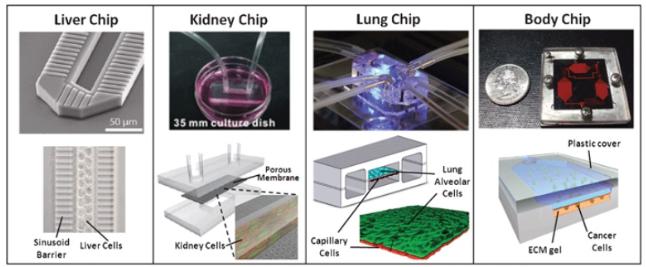 圖1：近年來開始受到關注的器官模型“Organ on a Chip（器官芯片）”