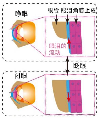 圖2：此次研究再現(xiàn)的人角膜結構和眨眼時的眼淚運動