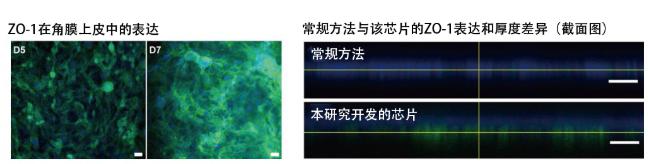 圖5：在角膜芯片內培養(yǎng)的角膜上皮細胞的ZO-1蛋白質（綠色）表達。角膜發(fā)揮作用需要ZO-1