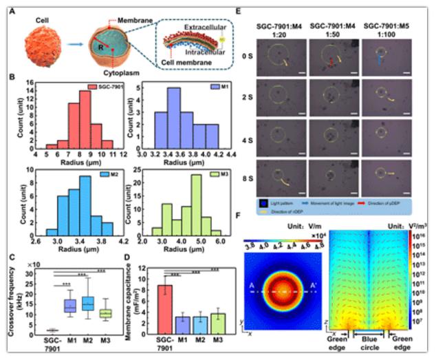 細(xì)胞極化模型與細(xì)胞分離 細(xì)胞極化模型與細(xì)胞分離