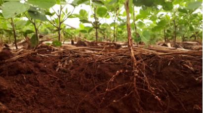 使用新設(shè)計的微流控裝置以互利的方式獲得有關(guān)植物根與土壤微生物相互作用 使用新設(shè)計的微流控裝置以互利的方式獲得有關(guān)植物根與土壤微生物相互作用