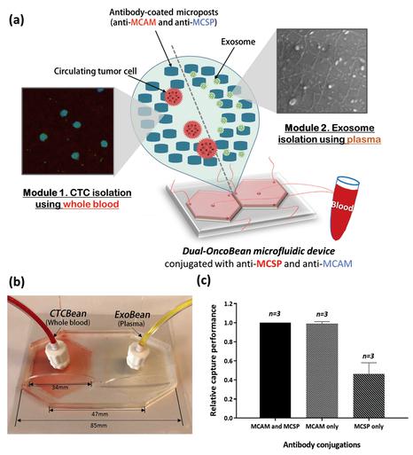 通過(guò)雙重利用OncoBean（DUO）微流控設(shè)備雙重隔離循環(huán)腫瘤細(xì)胞（CTC）和癌癥外泌體