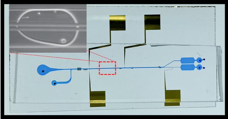 液滴內(nèi)細(xì)胞分離微流控芯片的圖像，顯示了微流控通道和電極。放大圖顯示了宿主細(xì)胞和病原菌細(xì)胞在單個(gè)油包水微滴中分離到頂部和底部
