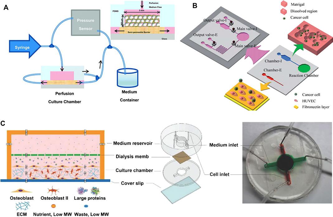 圖1。微流體骨組織模型的例子